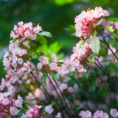 Red River Gorge, June 18, 2010